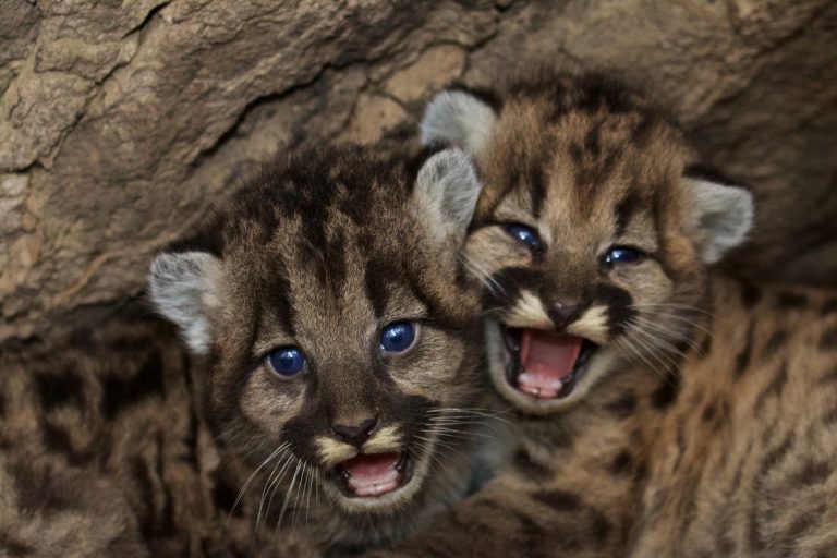animals in America