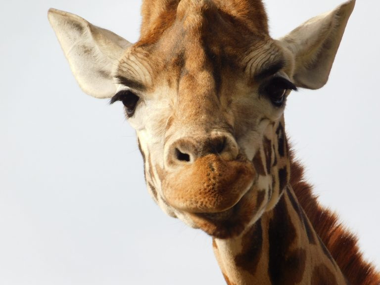 QUIZ: Do you love animals?