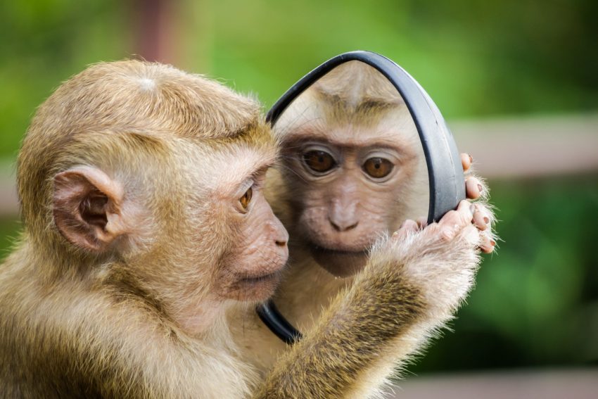 QUIZ: Bizarre animal facts