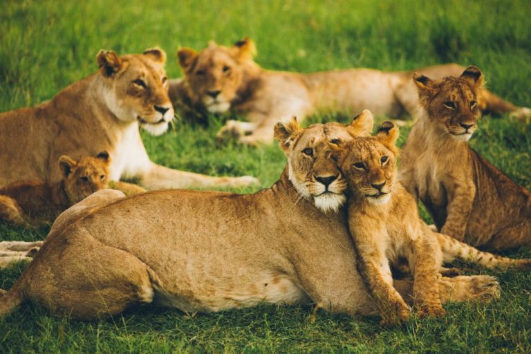 wild animal challenge