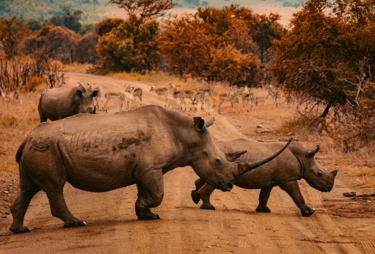 Animal Kingdom QUIZ