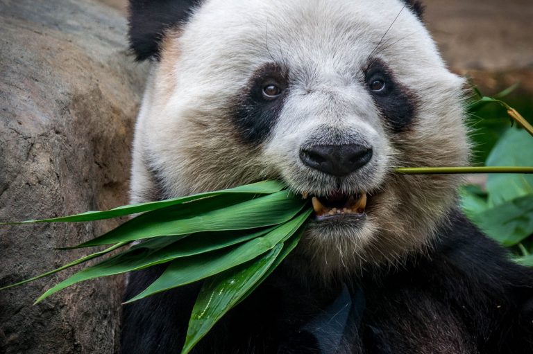 Animal quiz questions