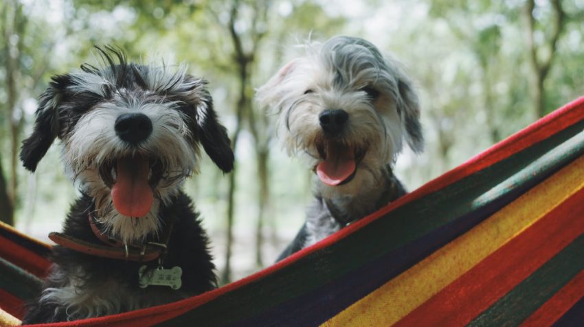 how much do you know about dogs?